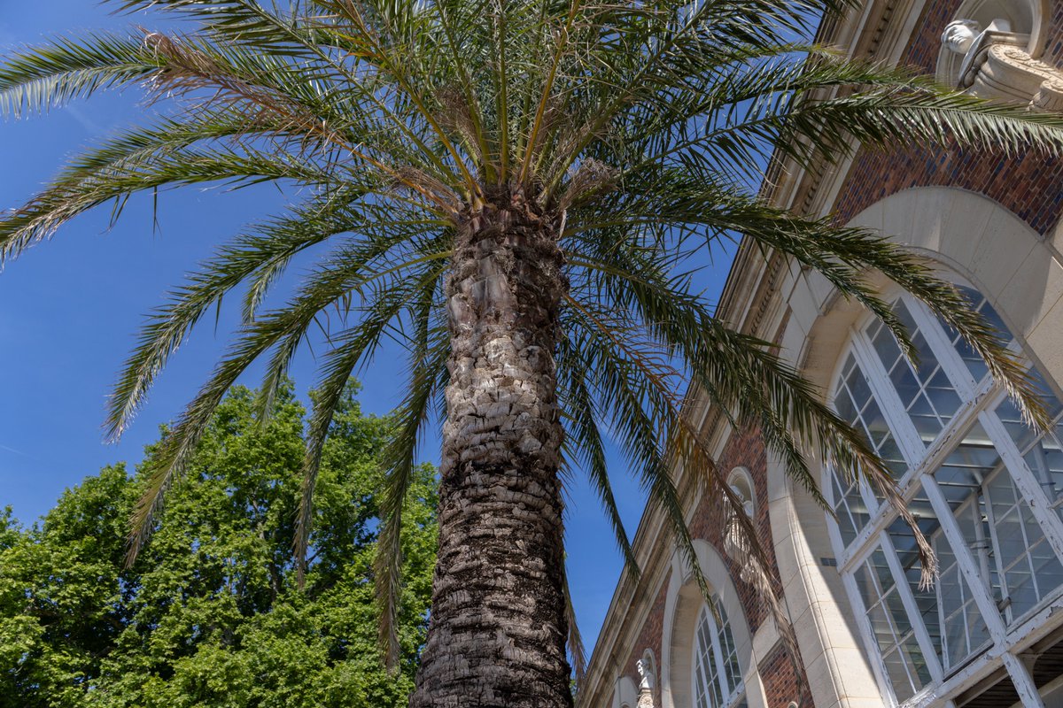 Des palmiers au cœur de Paris 🌴

Le Jardin du Luxembourg abrite près de 180 arbres en caisses, protégés l’hiver dans son Orangerie. Agrumes, lauriers, grenadiers… et palmiers rejoignent chaque été les parterres autour du bassin.

Les orangers les plus anciens ont plus de 200