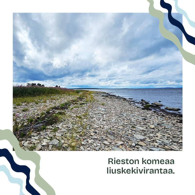 Korvanen on kahlaajalintujen paratiisi. Tyypillistä kasvillisuutta ovat korkeat sara- ja heinäkasvustot. Riestossa tuulihaukka harvensi myyräpopulaatiota. Riestossa on myös vaikuttava liuskekiviranta. Lisää LUMO-ohjelmasta: bit.ly/45pzGY7 #Korvanen #LUMO #KemijokiOy
