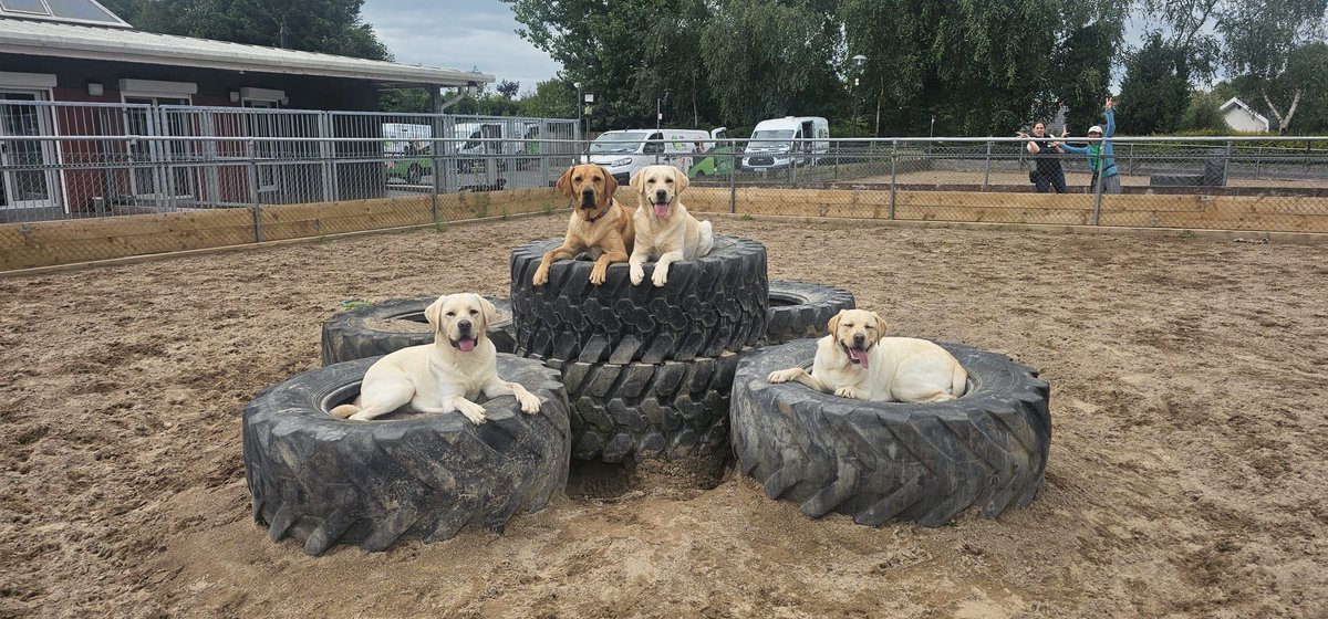 The new gang in town!

Some of our new dogs in training Buddy, Yogi, Vicky, and Apricot having a relaxing moment for themselves.

#ChangingLives