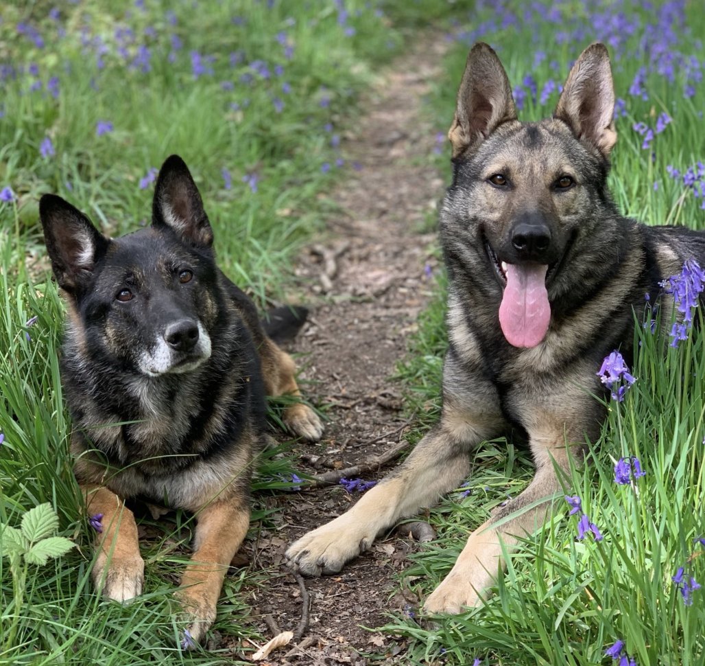 Police Mutual (@policemutual) on Twitter photo 12 years of support - <a href="/FiresideK9/">FiresideK9</a>, a charity which supports the retired dogs from <a href="/WestYorksPolice/">West Yorkshire Police</a>, has celebrated its 12th anniversary. Keep up the great work!
orlo.uk/SolBQ 12 years of support - <a href="/FiresideK9/">FiresideK9</a>, a charity which supports the retired dogs from <a href="/WestYorksPolice/">West Yorkshire Police</a>, has celebrated its 12th anniversary. Keep up the great work!
orlo.uk/SolBQ