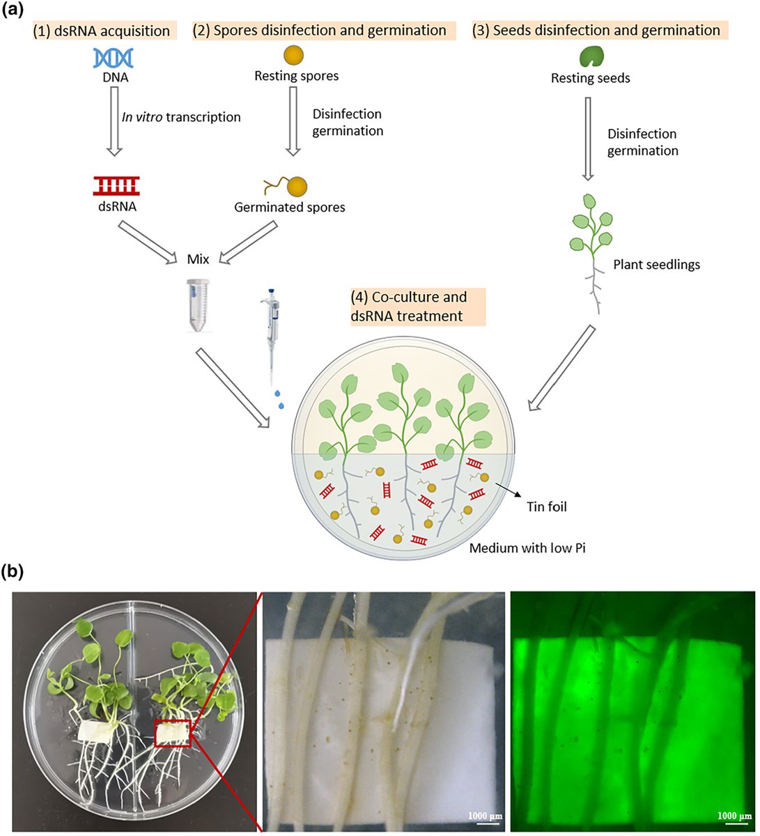 New Phytologist (@newphyt) on Twitter photo Spray-induced gene silencing boosts functional genomics in symbiotic #fungi
📖 nph.onlinelibrary.wiley.com/doi/10.1111/np…
👆 A #Commentary by Ramesh Raju Vetukuri, Luisa Lanfranco & Katie Stevens on this article by Fan et al.
👇
📖 nph.onlinelibrary.wiley.com/doi/10.1111/np…
#LatestIssue <a href="/wileyplantsci/">Wiley Plant Science</a> Spray-induced gene silencing boosts functional genomics in symbiotic #fungi
📖 nph.onlinelibrary.wiley.com/doi/10.1111/np…
👆 A #Commentary by Ramesh Raju Vetukuri, Luisa Lanfranco & Katie Stevens on this article by Fan et al.
👇
📖 nph.onlinelibrary.wiley.com/doi/10.1111/np…
#LatestIssue <a href="/wileyplantsci/">Wiley Plant Science</a>