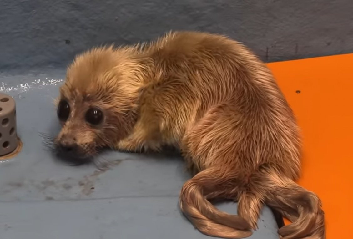 nuko ☄️ (@sealcatniko) / Posts / X