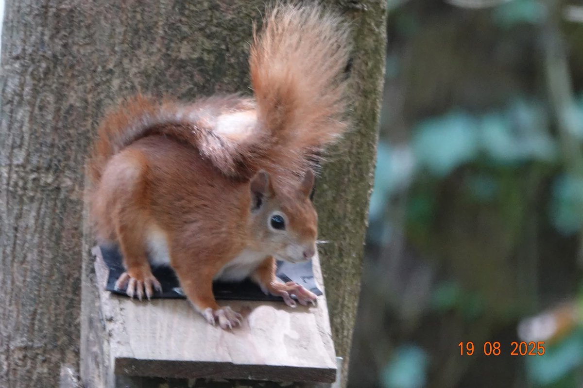 Penrhos is home to so much , a place to visit to calm the mind , to enjoy and  observe nature , to relax with family and friends,  it feels like home to so many of us and is home  to so many species of flora and fauna 📸 by Tim Owen and Shirley Blease
