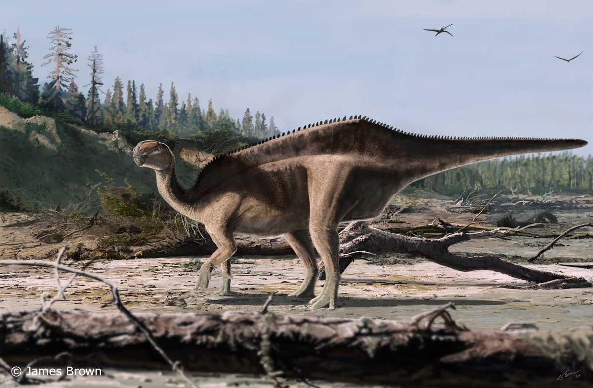 A new sail-back ornithischian dinosaur from the Lower Cretaceous  Wealden Group of the Isle of Wight &amp; the origins of neural spine elongation in  iguanodontians onlinelibrary.wiley.com/doi/10.1002/sp… <a href="/datadryad/">Dryad</a> @wileyearthspace #FossilFriday #PapersinPalaeontology