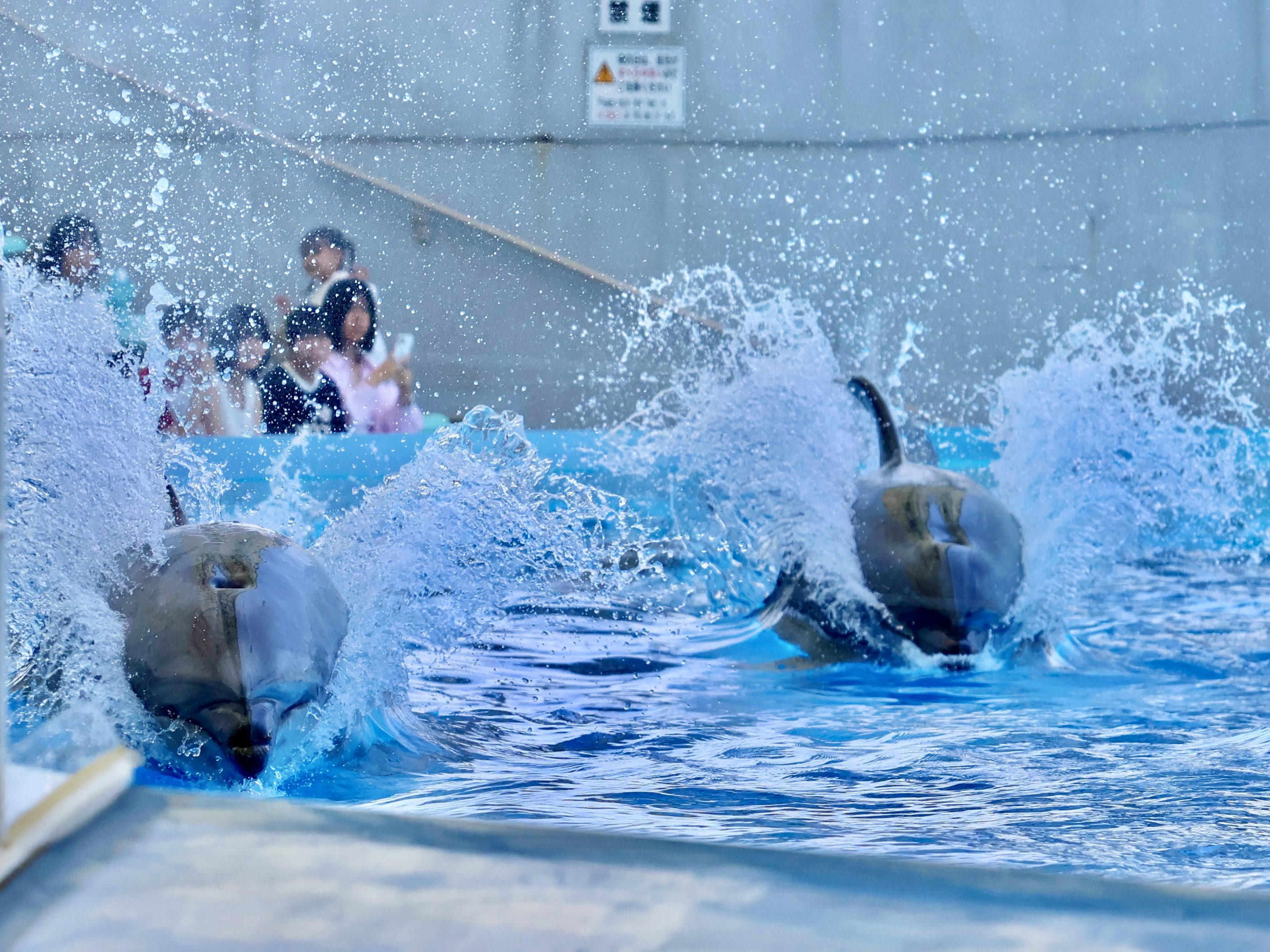 BANDAI 平成レトロ　ヴィンテージ　イルカ　水族館　まとめ売り　1998年 ノーカット】イルカのパフォーマンスショー / 名古屋港水族館