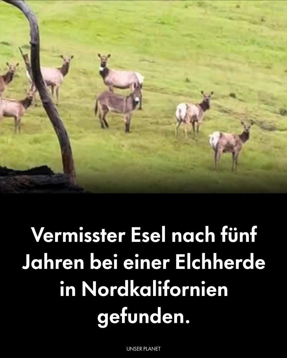 Ein Esel namens Diesel, der 2018 bei einer Wander-und Jagdtour nahe dem Shasta-Trinity National Forest verschwunden war, wurde Jahre später in Nordkalifornien entdeckt – lebend in einer Herde wilder Roosevelt-Elche.
Gefunden wurde er von dem Triathleten und Bogenjäger Max Fennell