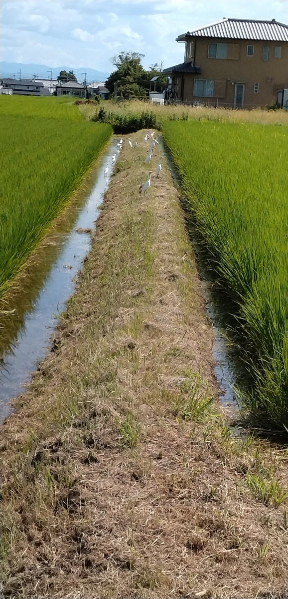 田んぼに水が入り、白鷺の群れが来ています。🌾🪿