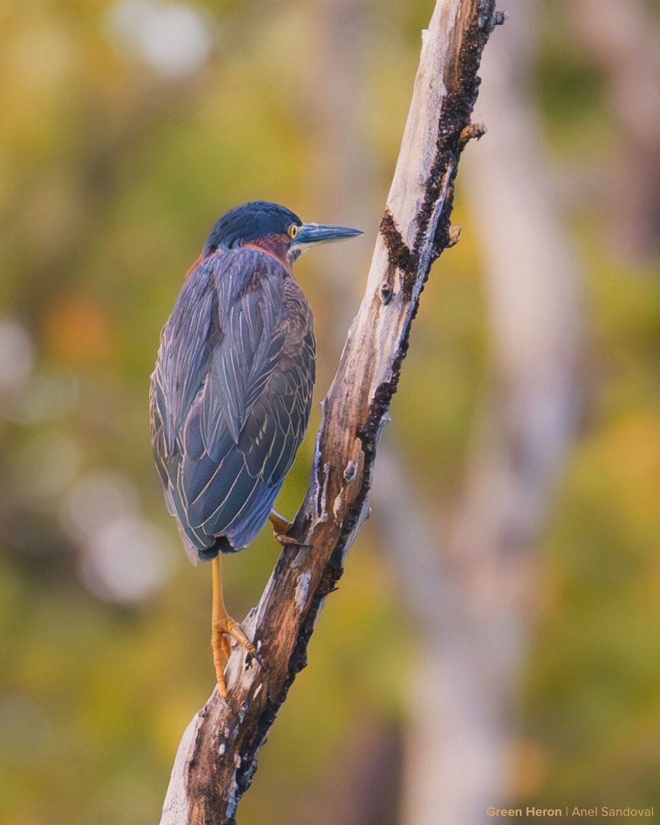 Birds Caribbean tweet media