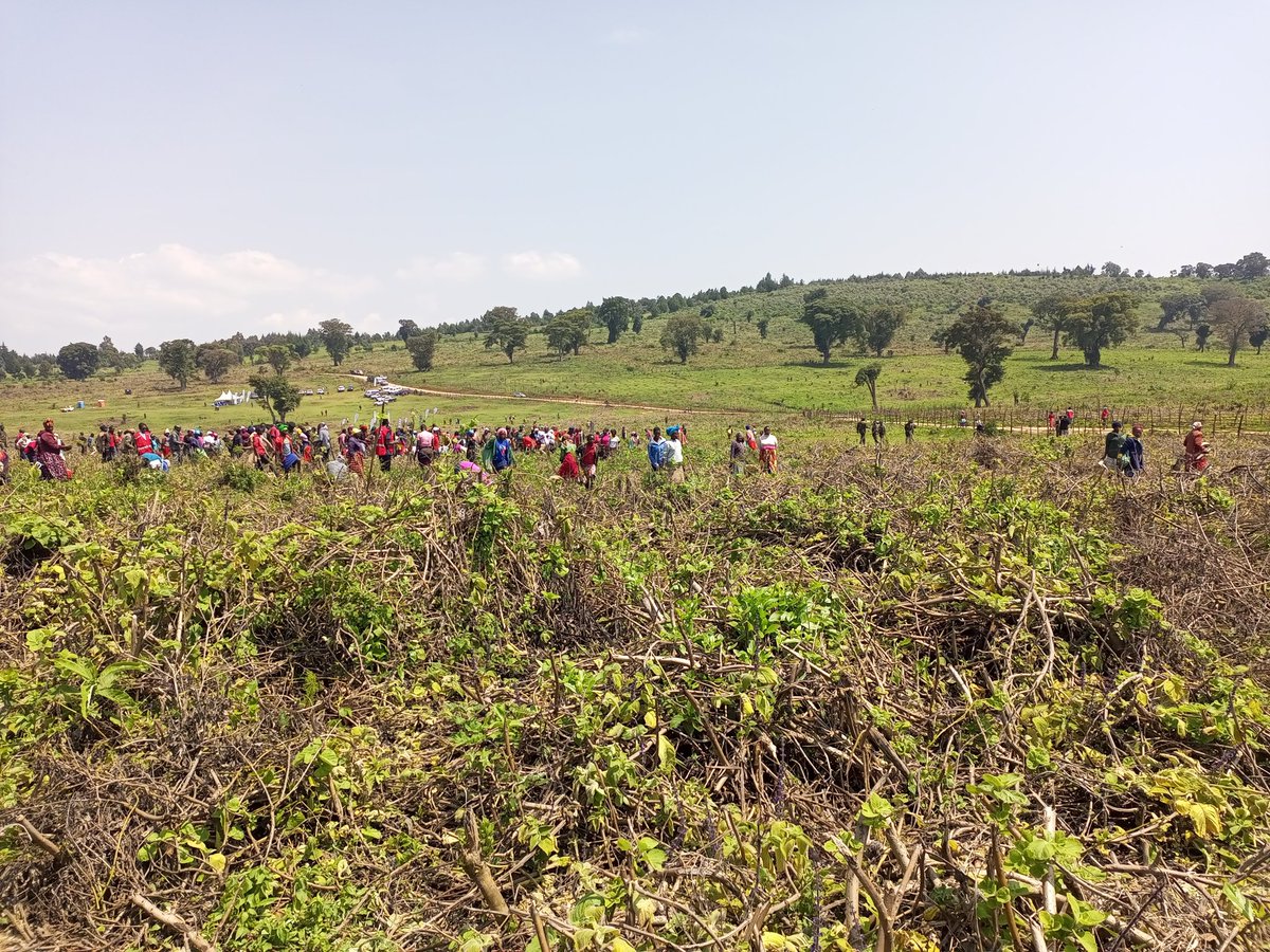 Transfo Green World has today joined hands with key stakeholders in the rehabilitation and restoration of Kalyet Forest in Kericho County. Partners in this noble exercise include the Kenya Forest Service (KFS), National Treasury,  Retirement Benefits Authority among others.