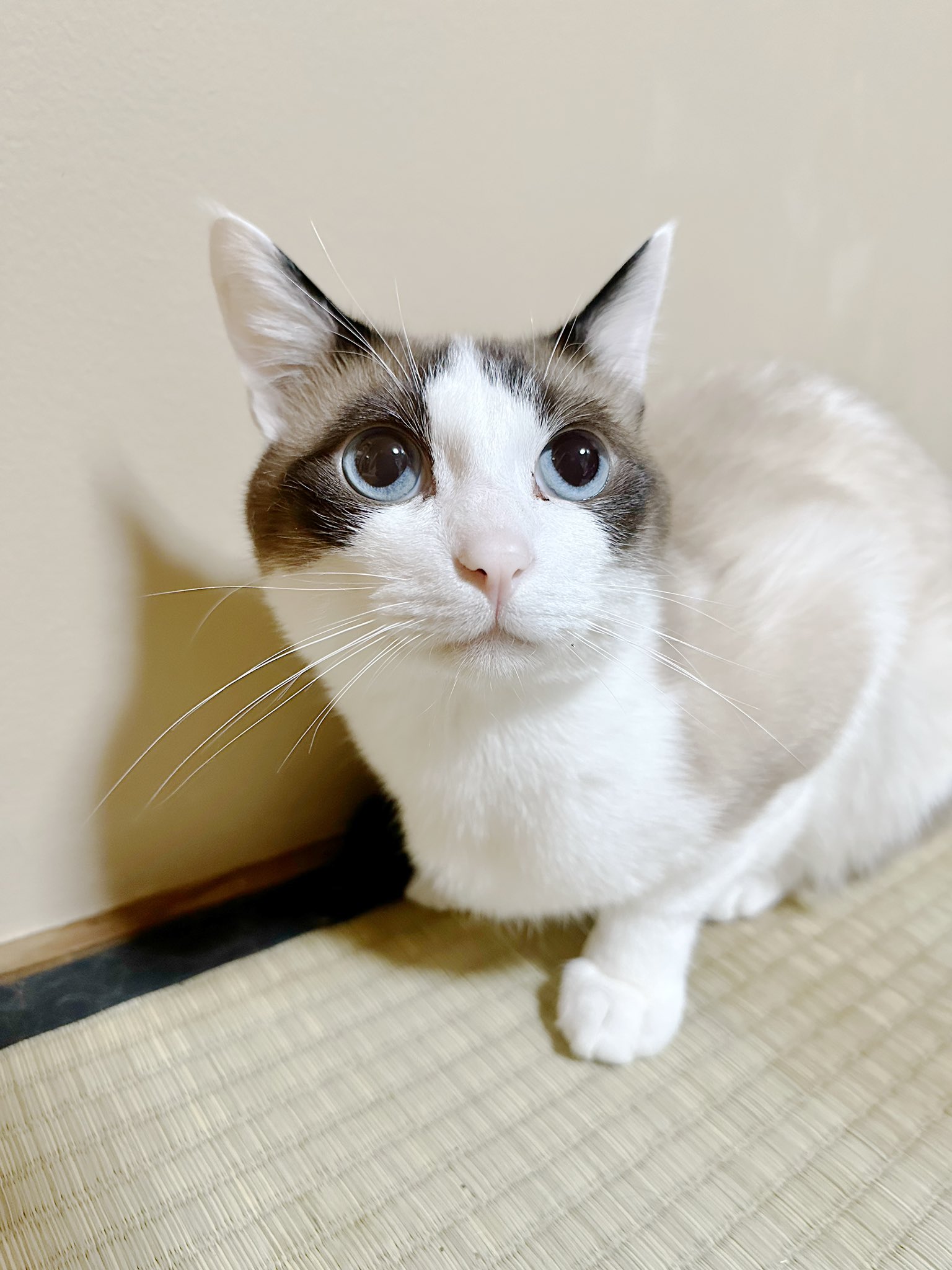 白猫コメントください Former stray cat. An unusual mommy's boy. - YouTube