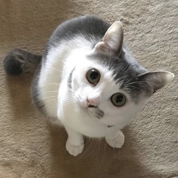 cat_jww's tweet photo. 고양이 두마리🐈‍⬛ https://t.co/Mq03cThkoO