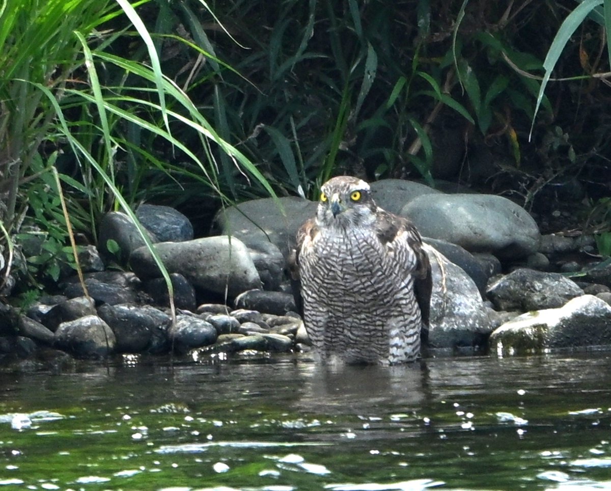 氏原巨雄 Osao Ujihara tweet media