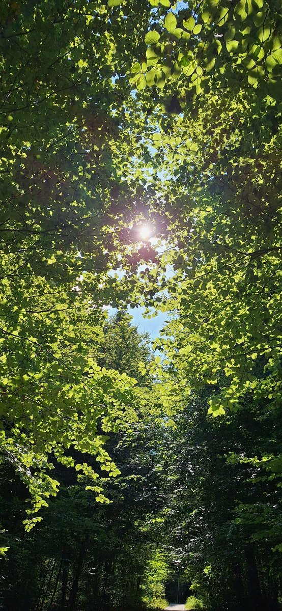 Sonne und Waldruhe für alle die es grad brauchen können... ☺️