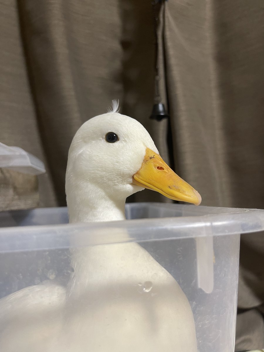 アホ毛生えてますよ