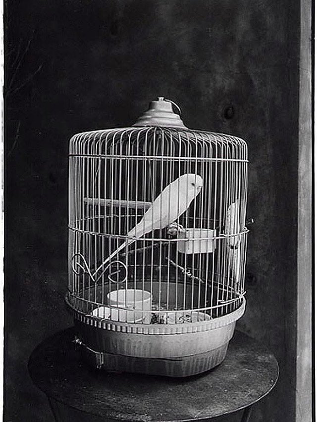 ☆どうみょう☆ tweet media