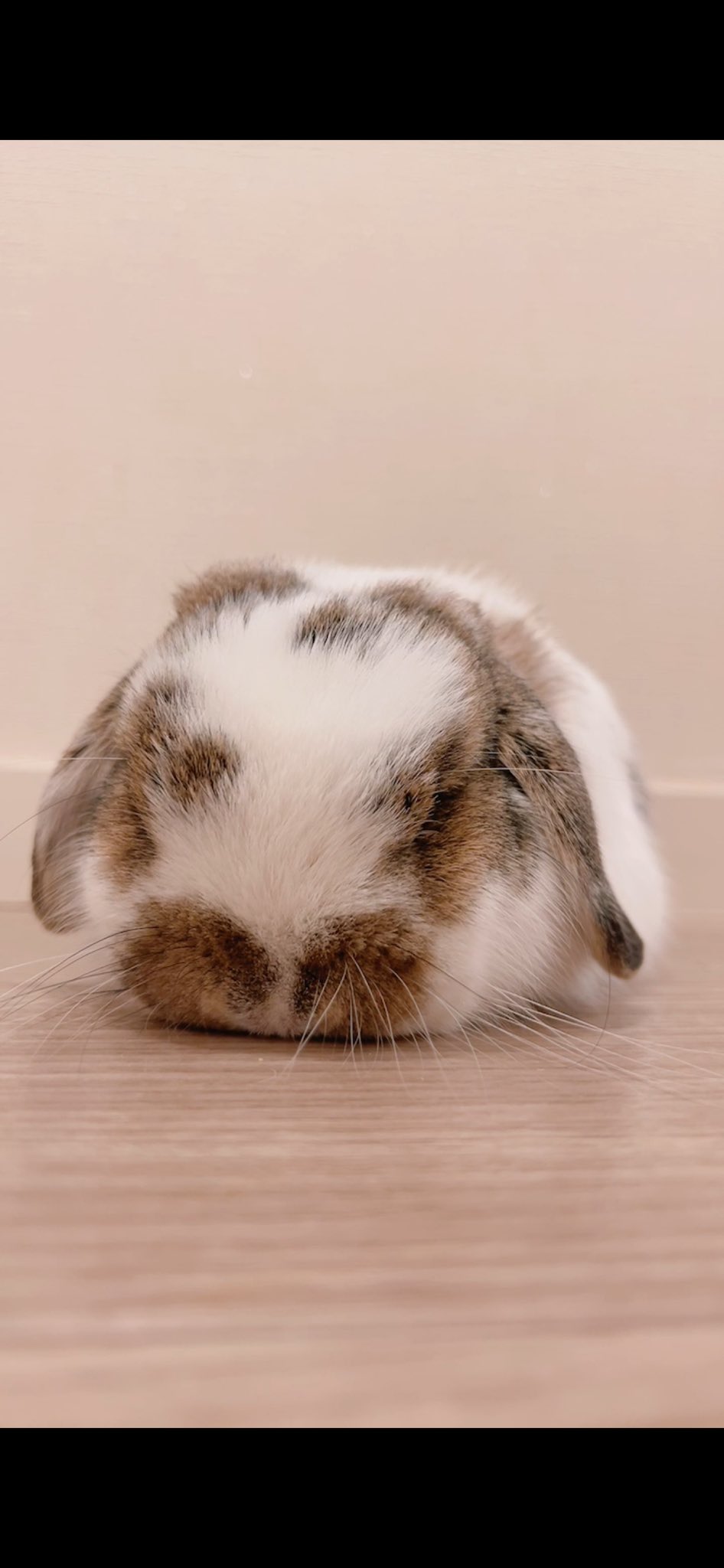 うさぎのうさじ on X: 