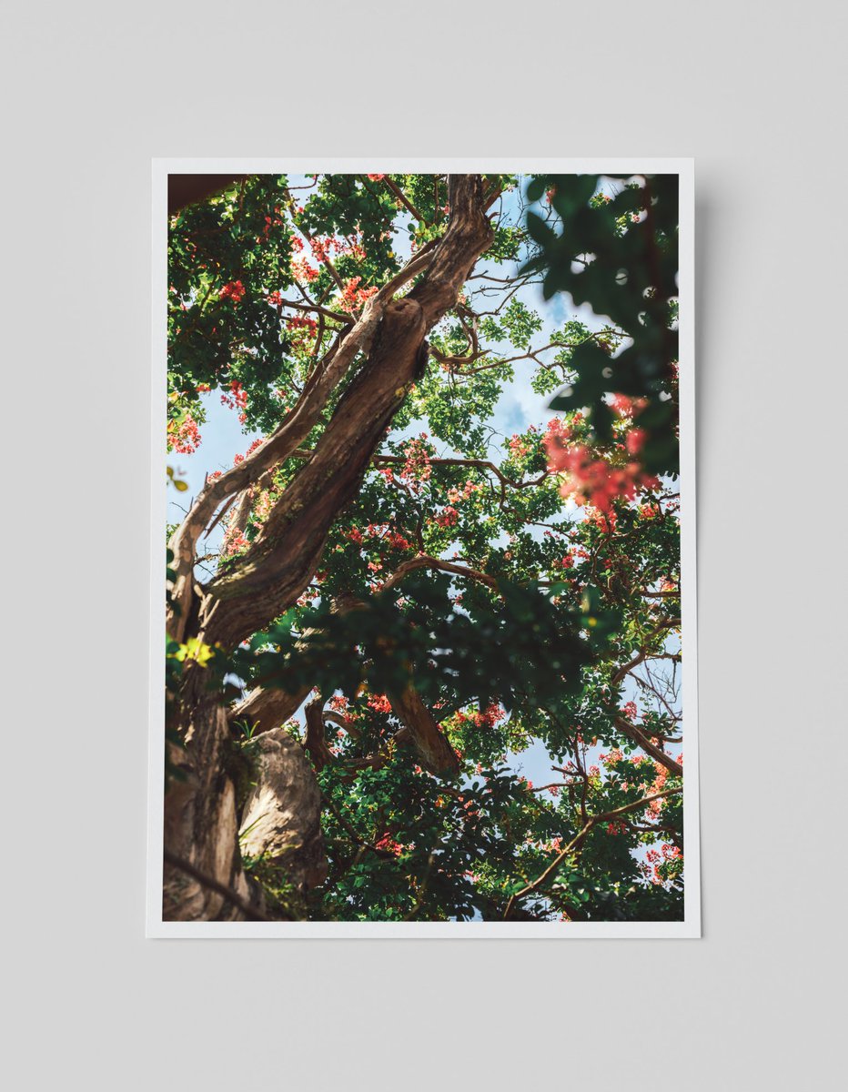 月川 (@sakananomiz) on Twitter photo 