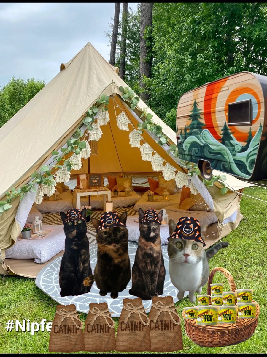 TrinityandTilly 🐱🏰🐉🏴󠁧󠁢󠁷󠁬󠁳󠁿 tweet media