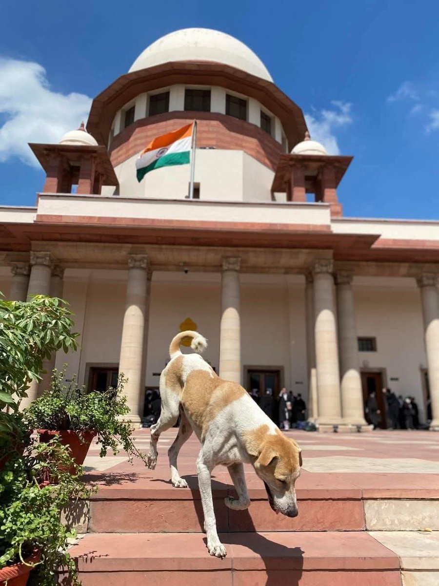 pr_kasela's tweet photo. सुप्रीम कोर्ट में ऐतिहासिक जीत दर्ज करके लौटने पर आदरणीय डोगेस ब्रो को भोत भोत बधाई 🤣😂

आपकी यह लड़ाई लोकतंत्र और संविधान की जीत है,  दबे कुचले पिछड़े और बहुसंख्यक की जीत है और मोई सरकार पर एक करारा तमाचा है 😂🤣
#Dog  #govt https://t.co/qWuaXWbDWs