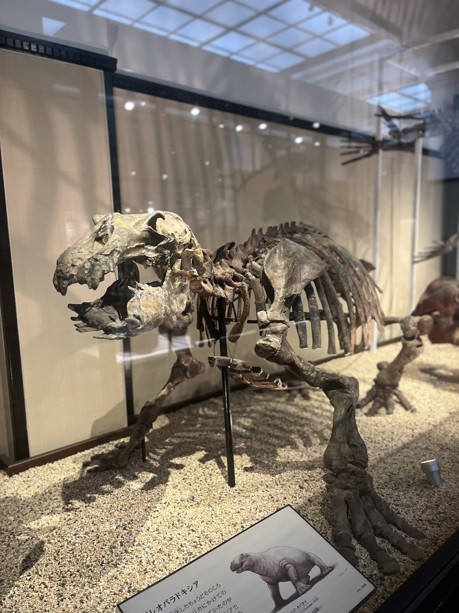 化石 恐竜博物館級!! Platecarpus ptychodon !貴重!!