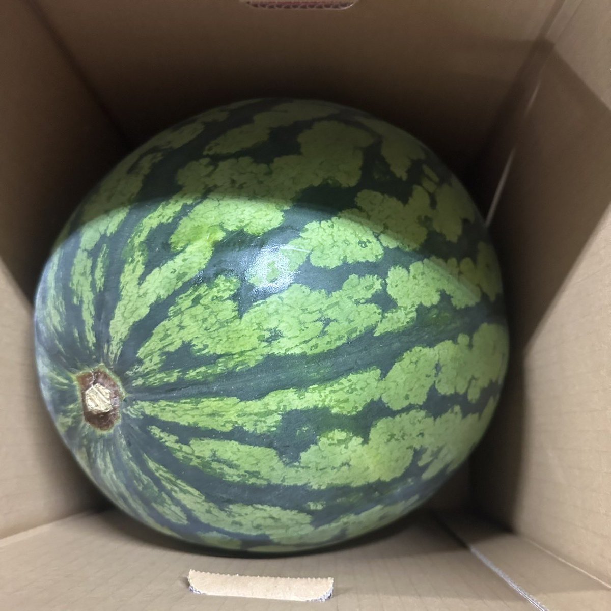 kudamogu's tweet photo. スイカ🍉6L 11kg！！！
巨大サイズ🍉プレゼント🍉
プレ企画
参加  フォロー ＆ リポスト
締切  8月24日 〆
当選者1名DMします https://t.co/aUiognozIx