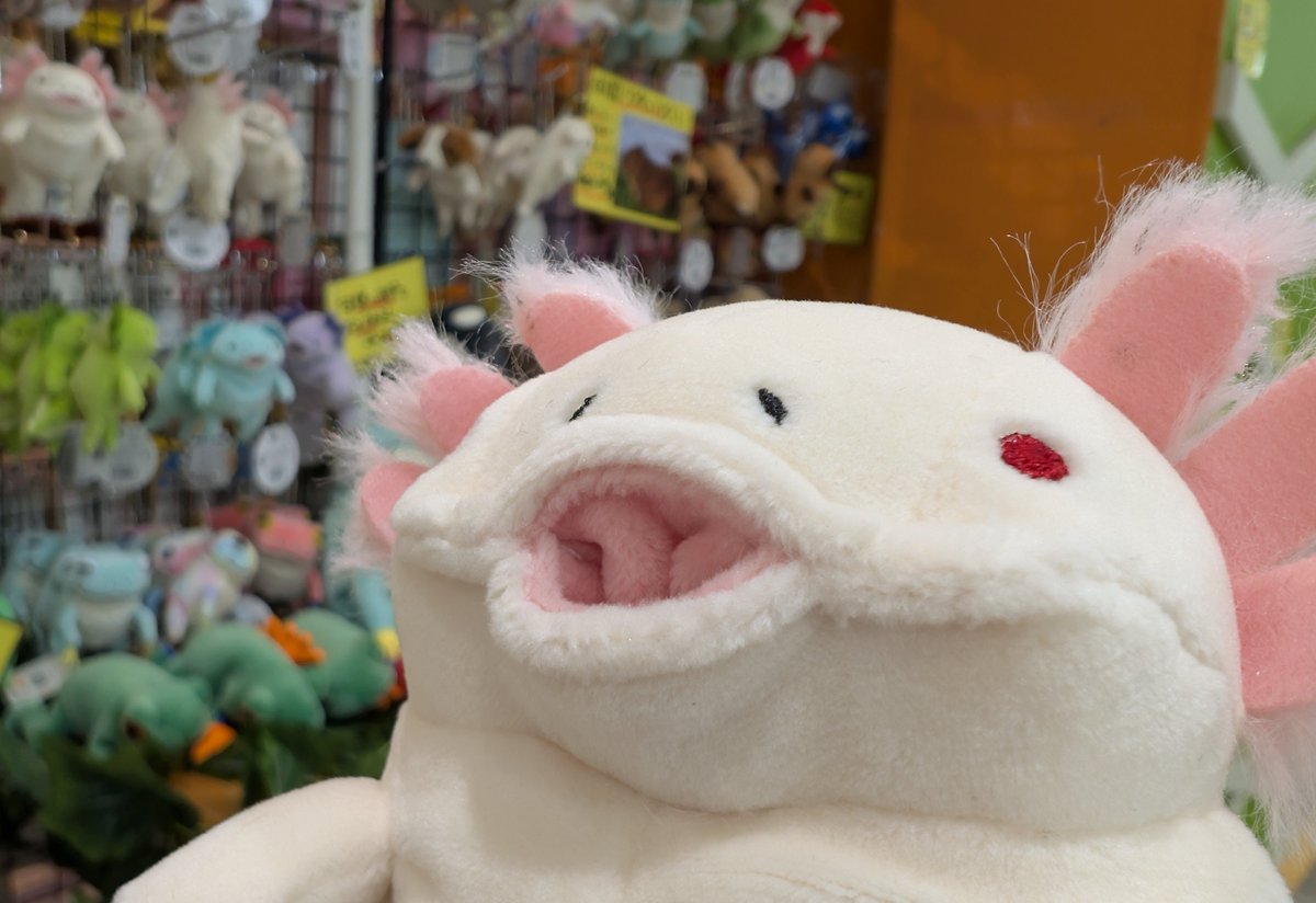 VV苗穂に #もちシリーズ コーナーが爆誕💥
動物さん達のなんとも言えないお顔が𝚌 𝚞 𝚝 𝚎🫰🏻 ͗ ͗ ͗🎀
皆様も可愛い動物さんを迎え入れてはいかがでしょうか🐶🐱🐰🐷🐻‍🐒🐼🦊

 #モリサカグローバル 
 #ヴィレヴァン
 #ヴィレッジヴァンガード