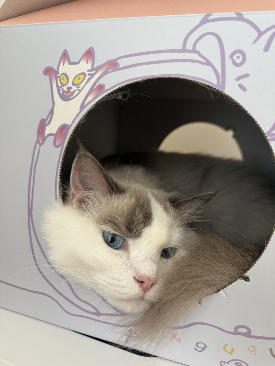 よく美人と言って頂けておりますが
オスです

#望月ベネ