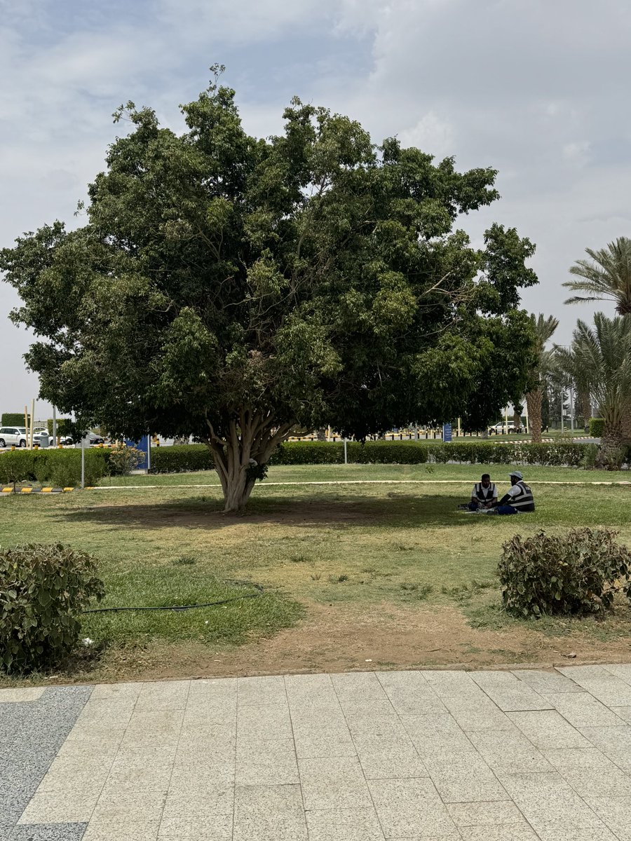 كُنت ادرس طلابي بجامعة الملك سعود بالرياض #كلية_علوم_الاغذية_والزراعة
مادة  #التشجير  ومن اهم المحاضرات التي نقدمها للطلاب، أهمية المعايير التي تساهم في نجاح زراعة الاشجار سواء بالحدائق والمنتزهات أو زراعتها بمواقع الغابات. 
ومن ضمن هذه المعايير  اختيار #النوع المناسب للبيئة