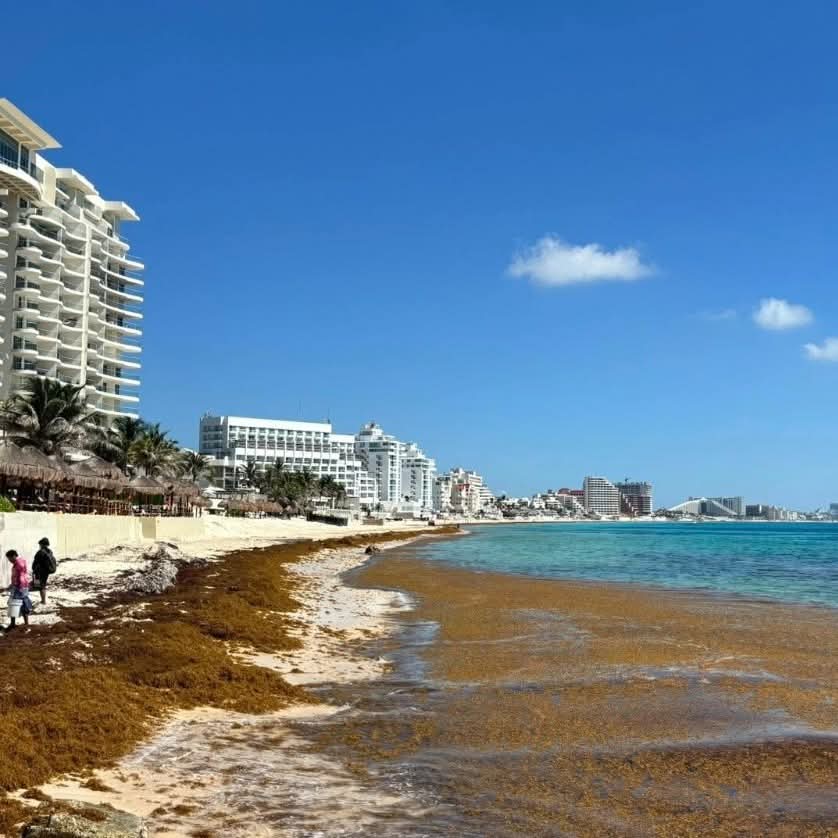 juditespadi's tweet photo. Lo que era un paraíso.. 😰
Playa del Carmen, la falta de atención de las autoridades, está asesinando a  la gallina de los huevos de oro.
#Cancun
#QuintanaRoo https://t.co/KdnGTR33hS