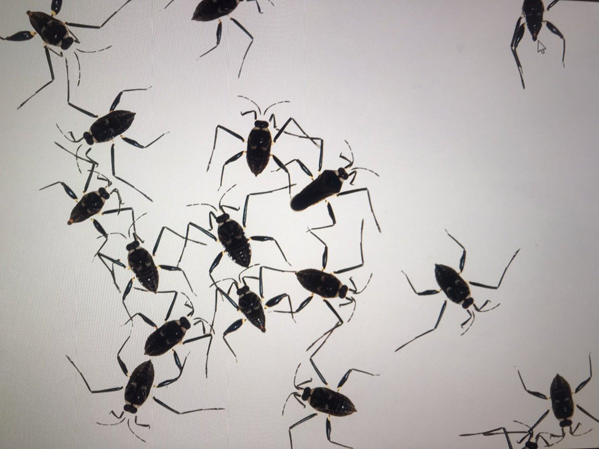 1) Ecología funcional de macroinvertebrados acuáticos de Colombia. Pronto en libro Coedición@acadcienciacol <a href="/uconiano/">UCO</a> <a href="/inst_humboldt/">Instituto Humboldt</a>. Atent@s lanzamiento finales septiembre en@acadcienciacol y octubre I Congreso@NeolimnosRCL