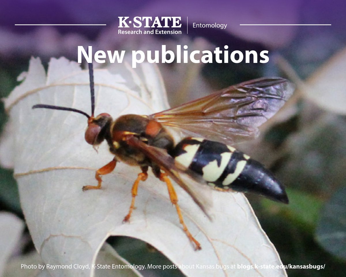 K-State Department of Entomology tweet media