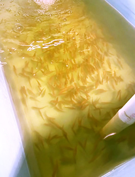SoybeanResearchInfoNetwork (@soyresearchinfo) on Twitter photo Interest in largemouth bass as a food fish is growing in the Midwest and Southern U.S. An <a href="/AuburnAg/">Auburn Agriculture</a> researcher has been evaluating how well largemouth bass grow on a soy-based diet in a study funded by the Soy Aquaculture Alliance. #USSoy bit.ly/4dwywvE Interest in largemouth bass as a food fish is growing in the Midwest and Southern U.S. An <a href="/AuburnAg/">Auburn Agriculture</a> researcher has been evaluating how well largemouth bass grow on a soy-based diet in a study funded by the Soy Aquaculture Alliance. #USSoy bit.ly/4dwywvE