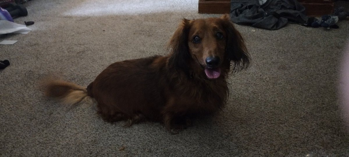 TheMadMikey's tweet photo. Hey, guess who forgot to post for over a month.... My bad y'all. Have some doggo as an apology https://t.co/ZnUYg2pbh5