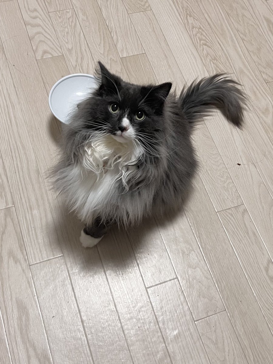 j1llsama's tweet photo. キラキラおめめでご飯の催促 https://t.co/u3VaHBR0RG