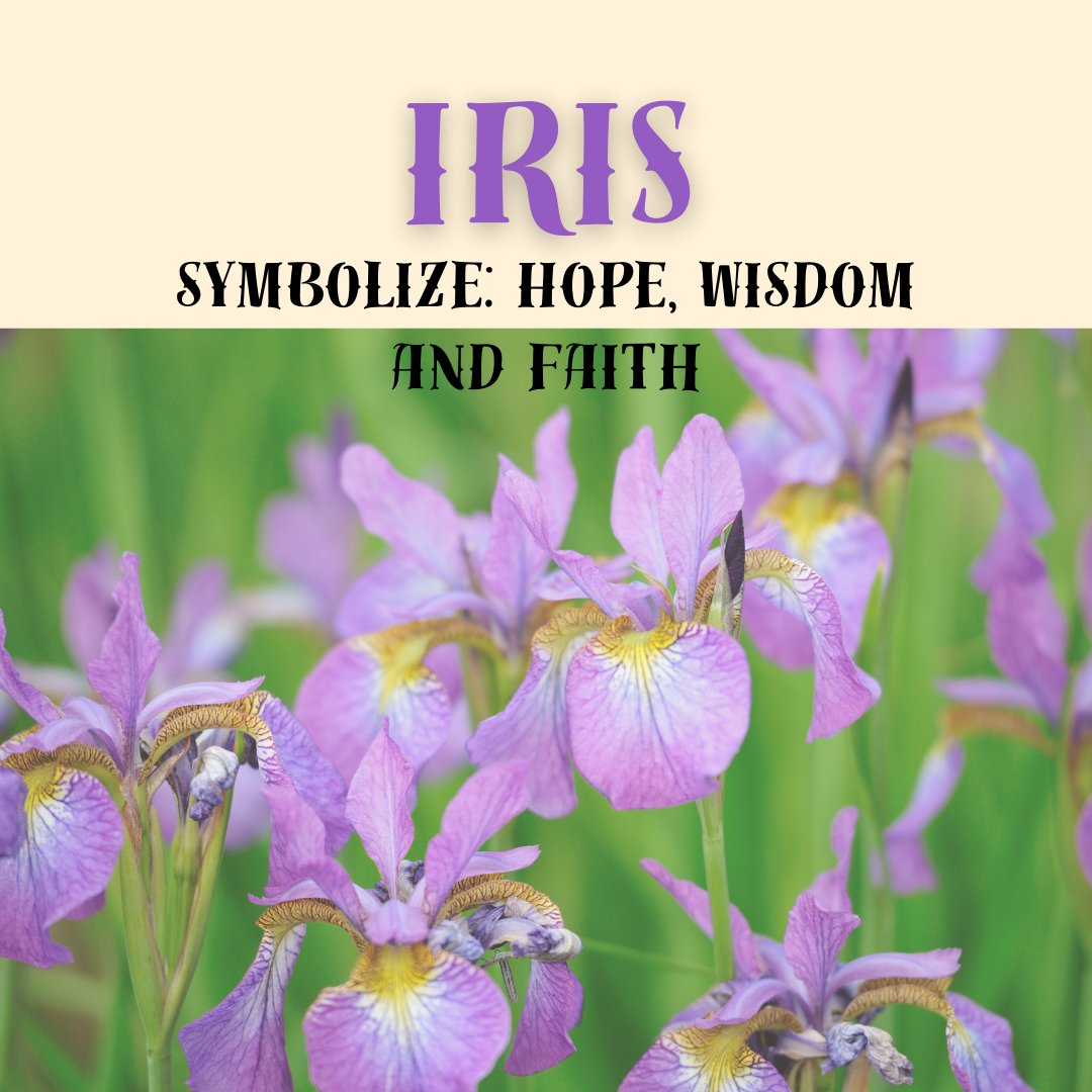 Today is Flower Friday! Each Friday, we take a look at a different flower and the meaning it holds!  Irises represent hope, wisdom and faith! 🦋💐🌱🪶🙏🦋
#irises #iris #flowerfriday #steameducentres