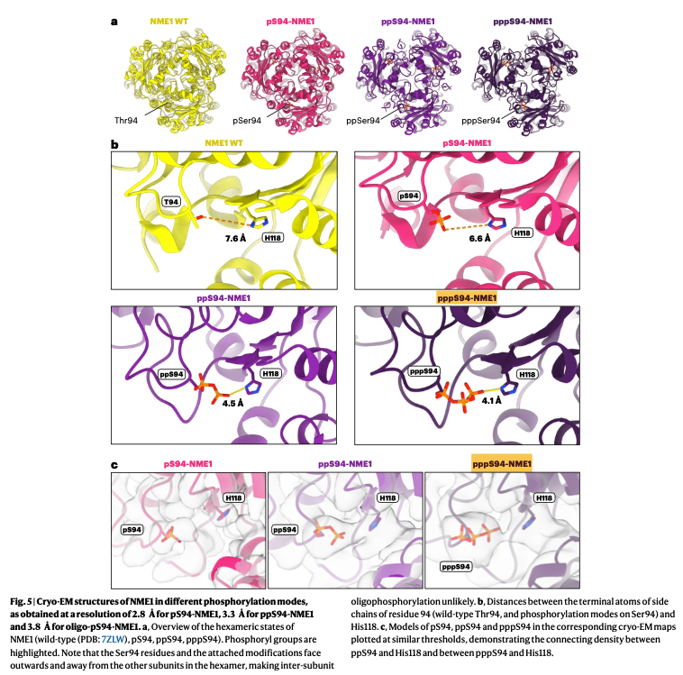 A new paper, in Nature Chemistry, proves that there are still tons of "basic" things to discover in biology. There is so much room at the bottom.

TL;DR: Researchers discovered a new type of post-translational modification, called “oligophosphorylation.” Rather than being tagged