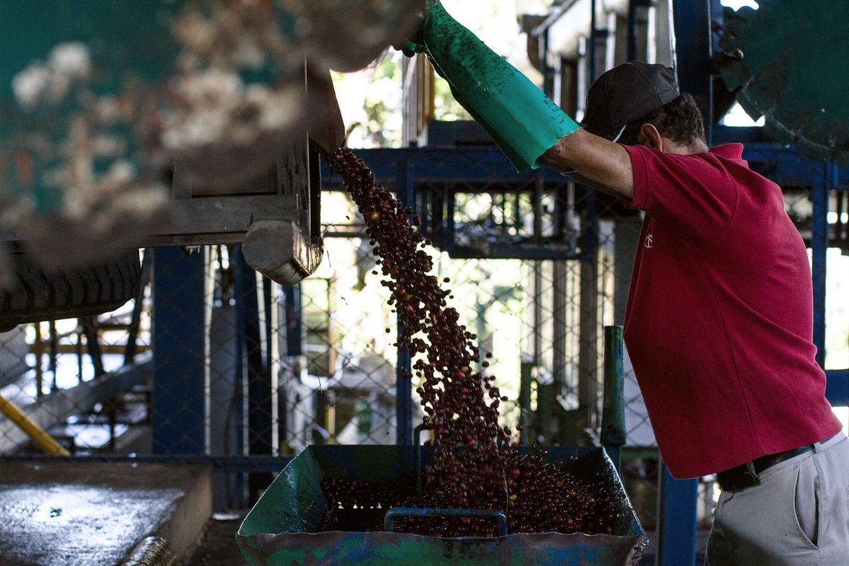 VournasCoffee's tweet photo. The week may be almost over, but the work continues... 

Over in Costa Rica ripe #coffeecherries are gathered and washed before being pulped and dried. The adventure of your morning cup begins long before those beans hit the shelves and entice you with their incredible aroma! https://t.co/0pHWvkAwqe