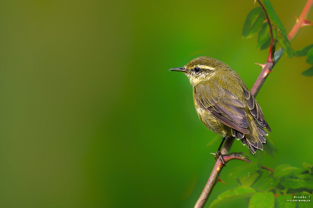 Dr.Rumbo! (@rrrumbo) on Twitter photo Dew drops on the lips...
Tytler's Warbler
<a href="/Team_eBird/">eBird</a> <a href="/IndiAves/">IndiAves</a> <a href="/Avibase/">Avibase (Denis Lepage)</a> <a href="/BirdWatchDaily/">BirdWatchingMagazine</a> <a href="/Natures_Voice/">RSPB</a> <a href="/wildlifeInd/">Explore Wild India Magazine</a> <a href="/NatGeoIndia/">Nat Geo India</a> <a href="/ThePhotoHour/">#ThePhotoHour</a> <a href="/NikonIndia/">Nikon India Official</a> <a href="/indian_pitta/">Mohit Mehta</a> <a href="/pnkjshm/">Trooper</a> <a href="/birdsoftheworld/">Birds of The World: The Cornell Lab</a> <a href="/passivelyactive/">ayyappan hariharan🐦⬛</a> <a href="/NatureIn_Focus/">Nature inFocus</a> <a href="/WeNaturalists/">WeNaturalists</a> <a href="/WM_POTD/">Pictures of the day</a> <a href="/moefcc/">MoEF&CC</a> @JandKtourism Dew drops on the lips...
Tytler's Warbler
<a href="/Team_eBird/">eBird</a> <a href="/IndiAves/">IndiAves</a> <a href="/Avibase/">Avibase (Denis Lepage)</a> <a href="/BirdWatchDaily/">BirdWatchingMagazine</a> <a href="/Natures_Voice/">RSPB</a> <a href="/wildlifeInd/">Explore Wild India Magazine</a> <a href="/NatGeoIndia/">Nat Geo India</a> <a href="/ThePhotoHour/">#ThePhotoHour</a> <a href="/NikonIndia/">Nikon India Official</a> <a href="/indian_pitta/">Mohit Mehta</a> <a href="/pnkjshm/">Trooper</a> <a href="/birdsoftheworld/">Birds of The World: The Cornell Lab</a> <a href="/passivelyactive/">ayyappan hariharan🐦⬛</a> <a href="/NatureIn_Focus/">Nature inFocus</a> <a href="/WeNaturalists/">WeNaturalists</a> <a href="/WM_POTD/">Pictures of the day</a> <a href="/moefcc/">MoEF&CC</a> @JandKtourism