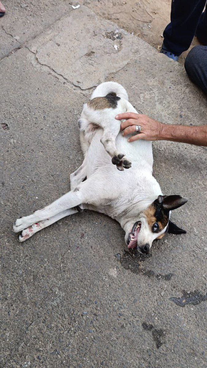 Luis Sucesos (@luissucesoss) on Twitter photo Un perro fue atropellado y se encuentra muy mal y necesita traslado y atención veterinaria inmediata.
El hecho ocurrió en Altavista, Caracas y si alguien de la zona puede ayudar o conoce un refugio o veterinario que atienda emergencias para poder salvarle la vida. <a href="/PerroUsuario/">PerroUsuario Wof '•'</a> Un perro fue atropellado y se encuentra muy mal y necesita traslado y atención veterinaria inmediata.
El hecho ocurrió en Altavista, Caracas y si alguien de la zona puede ayudar o conoce un refugio o veterinario que atienda emergencias para poder salvarle la vida. <a href="/PerroUsuario/">PerroUsuario Wof '•'</a>