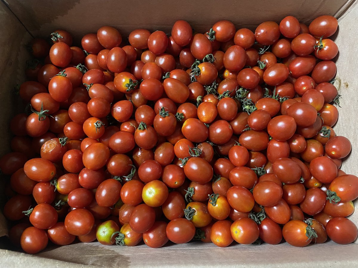 어떤 사람은 하루에 김치 일곱 종을 담근다는데 나는 방울토마토를 지퍼백에 소분하는 것만으로도 김장이라도 담근 것처럼 기진맥진. 아 역시 살림은 너무 힘들다… #박사살림