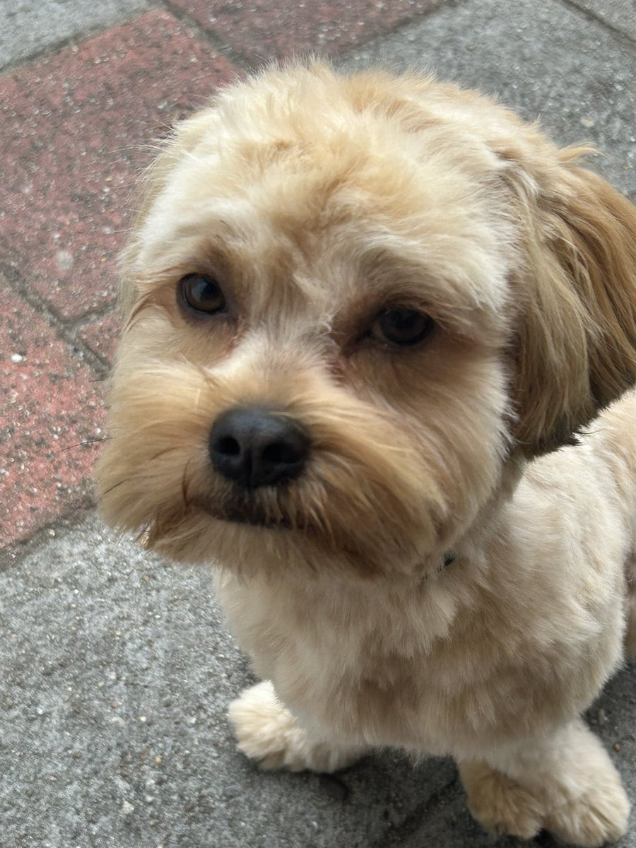eyspegel's tweet image. Flesje wijn en in goed gezelschap van Teun vanavond 😍 #dogsitter