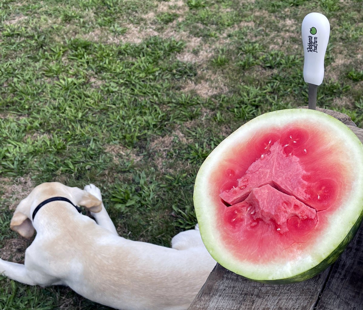 Watermelon, for the dog days of summer.