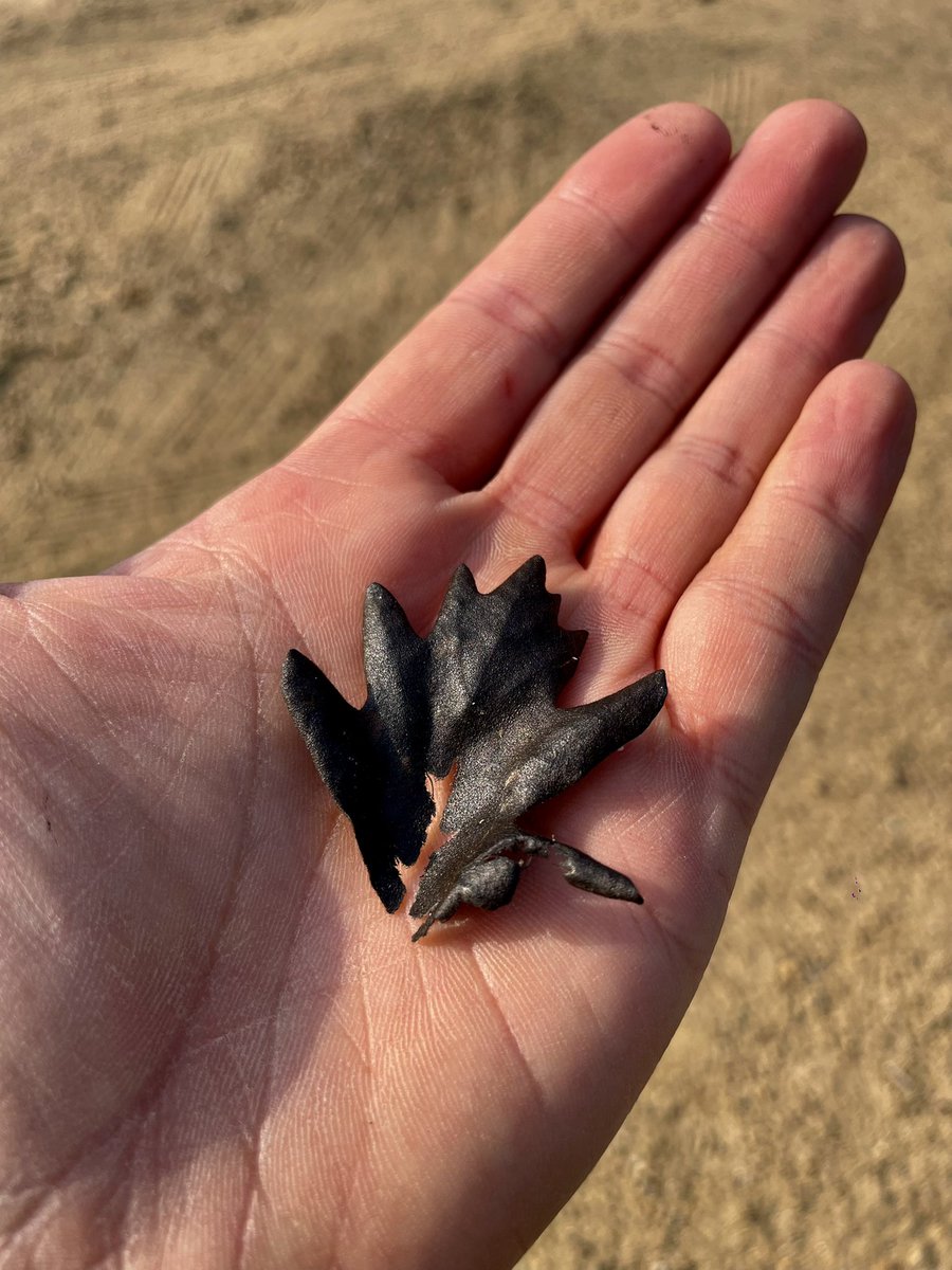 Hace unos días, caminando cerca del frente este del #IFCanalejas, me cayó esto encima. 

Quizá es una chorrada. Pero me pareció una imagen de una crudeza tan aplastante que no pude evitar las lágrimas. 

Nuestros robles…