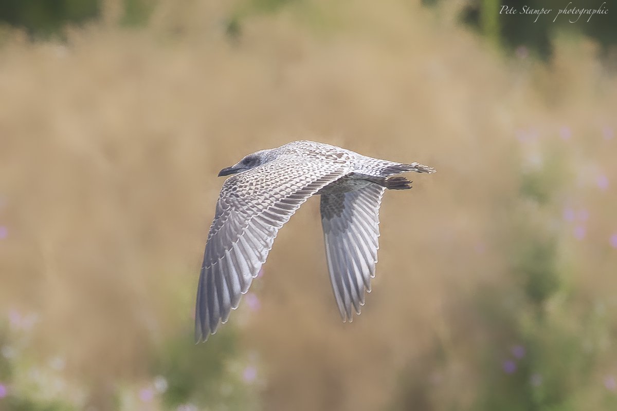 A number of young gulls around last week  <a href="/WWTSlimbridge/">WWT Slimbridge</a> <a href="/slimbridge_wild/">Slimbridge Sightings</a> <a href="/GlosBirds/">Glos Bird News</a> <a href="/HerefsBirds/">HerefordshireBirds</a> <a href="/Natures_Voice/">RSPB</a>