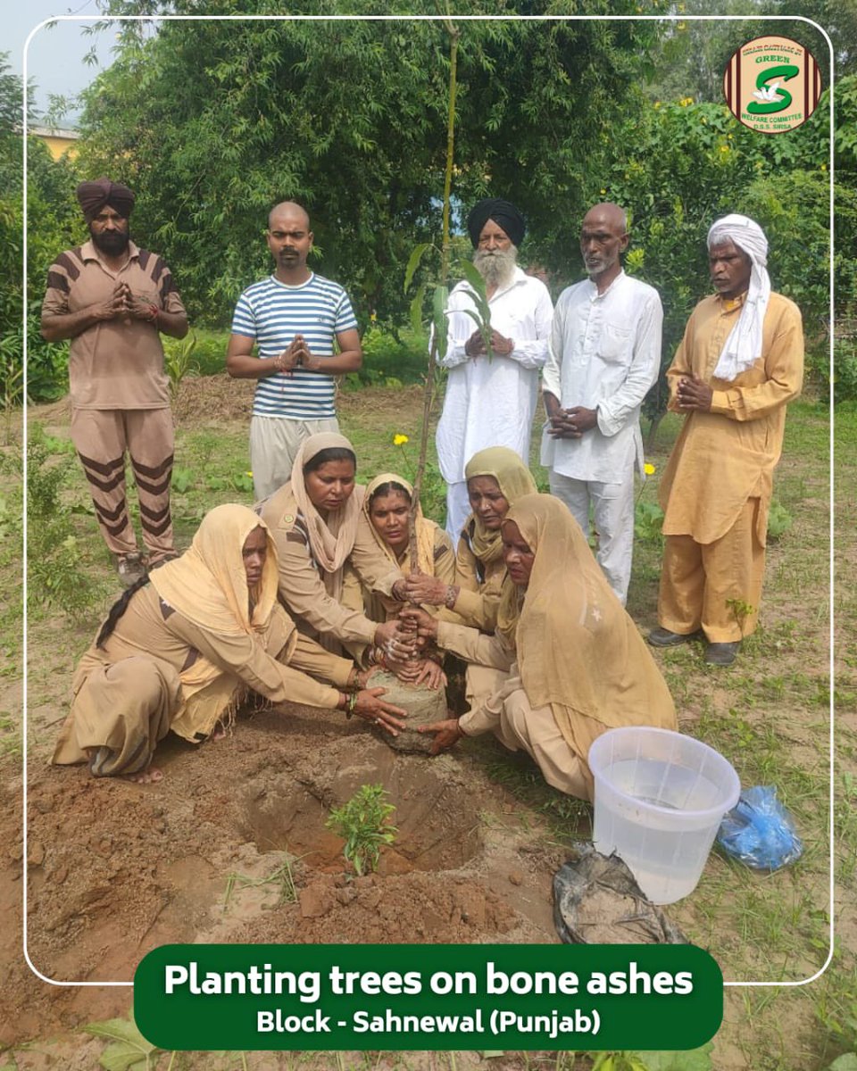 GreenSwelfares's tweet photo. When memories are sown in soil, they blossom into life-giving trees for generations.
In a heartfelt gesture, a family from Block Sahnewal (Punjab) planted a tree on the bone ashes of their loved one, following the noble teachings of Saint Dr. MSG Insan. This touching act transforms grief into greenery, honoring the departed soul while also nurturing the environment. A true example of how love can continue to grow, even beyond life.

#TreeOnAshes #InLovingMemory #MemorialTree