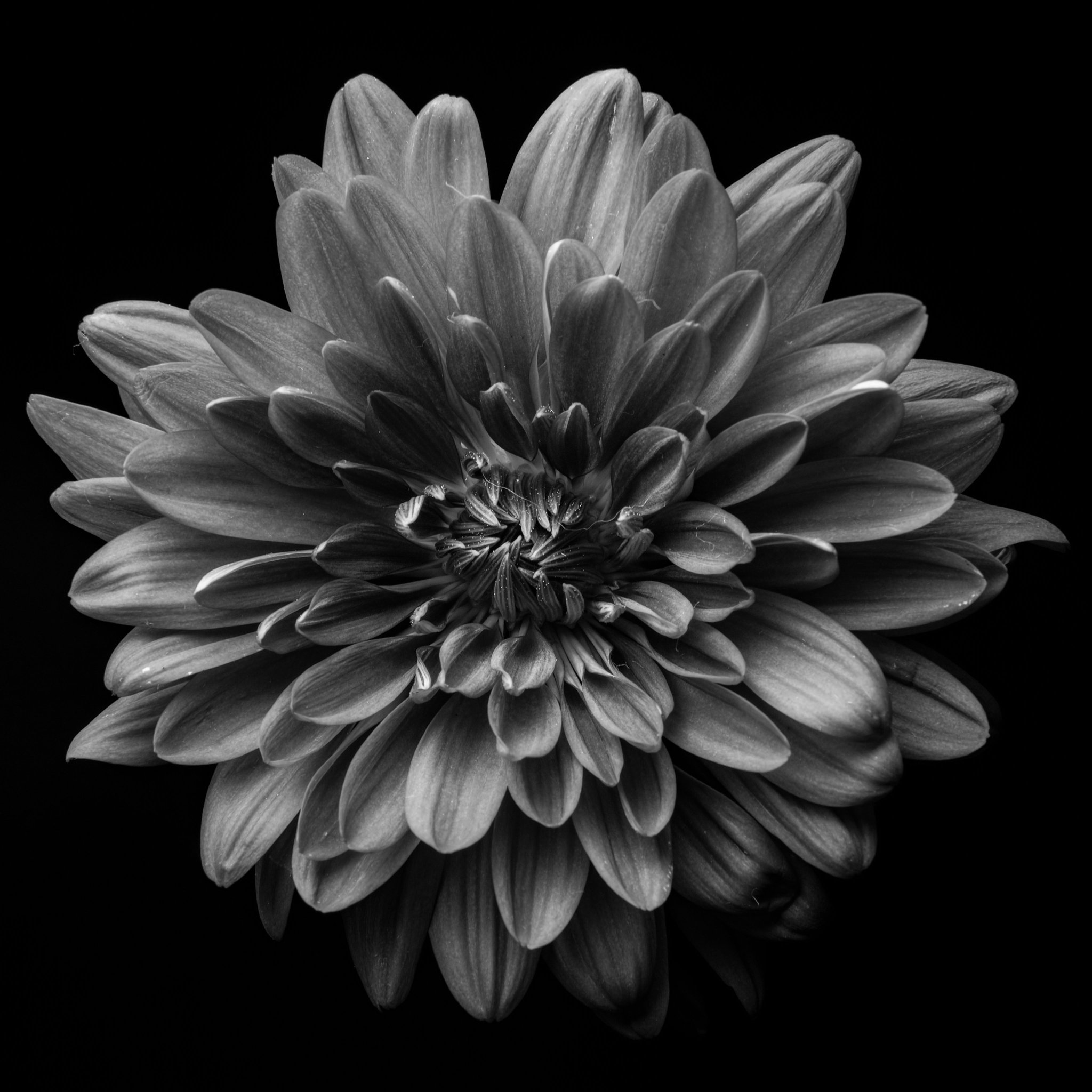モノクロ原画 花❁❀✿✾ 花のハート。手描きの花や植物の花束の構成。スケッチ風の