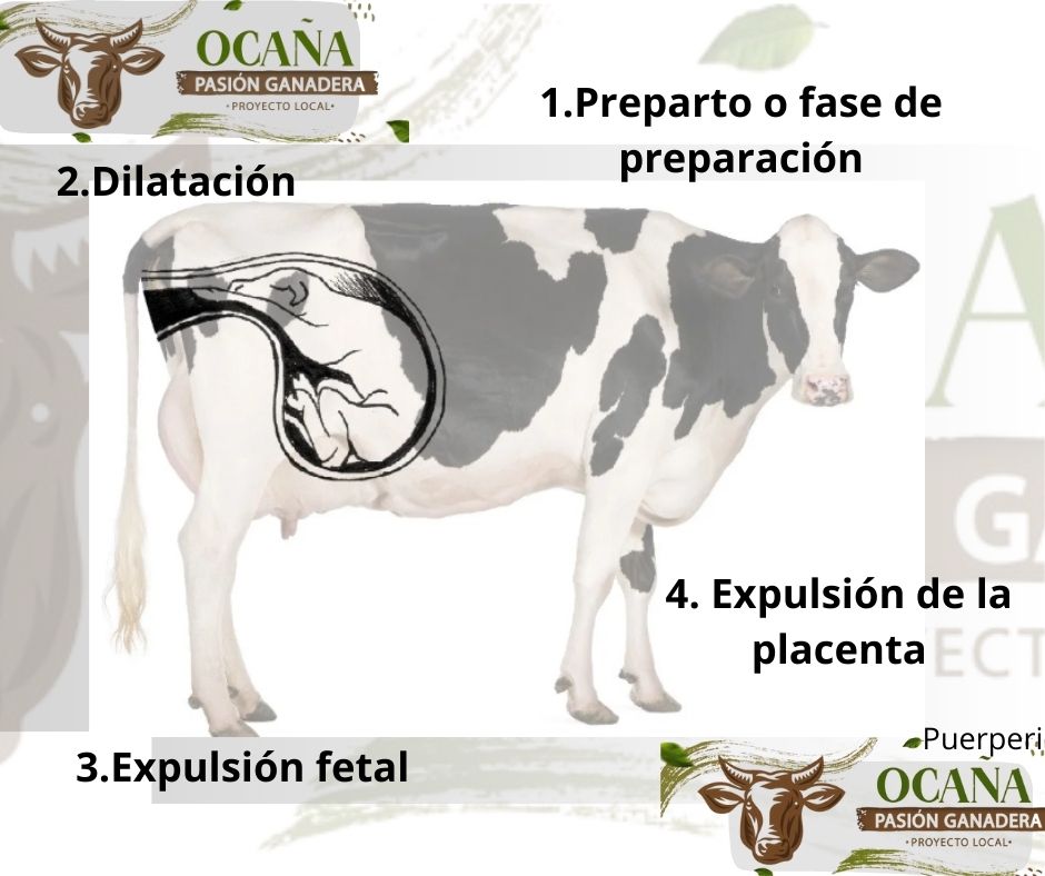 Tras aproximadamente 9 meses de gestación,el proceso puede durar entre 2 y 6 horas. Tras el nacimiento, la madre lame al ternero y expulsa la placenta. Es importante vigilar el proceso, pero intervenir solo si hay señales de dificultad.🐮🤠
#PartoBovino 
#NacimientoDeTernero
