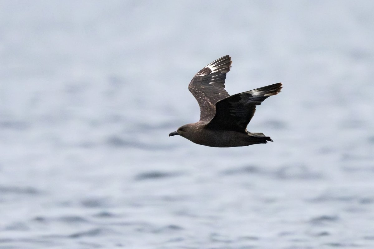 Paul Chapman (@clevedonmoths) on Twitter photo A few more pics from <a href="/Scillypelagics/">Scilly Pelagics</a> - this Scopoli's Shearwater could have had a more extreme P10 but nevertheless was very persausive; Cory's Shearwater; Great Shearwater; & Great Skua. Unfabourable wind direction but birds dug out by the excellent team. π A few more pics from <a href="/Scillypelagics/">Scilly Pelagics</a> - this Scopoli's Shearwater could have had a more extreme P10 but nevertheless was very persausive; Cory's Shearwater; Great Shearwater; & Great Skua. Unfabourable wind direction but birds dug out by the excellent team. π