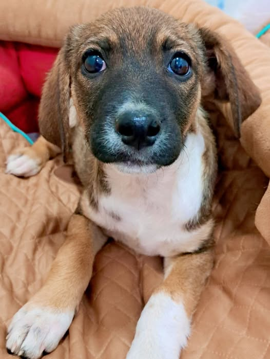 DNVSaveanimals's tweet image. 📷 ROSIE 📷
Rosie is 4 months old and has been in Vera's care about 6 weeks now and not a single person has asked about offering her a home!!!
Have you seen this face????
Ready to travel now...
dnvsaveanimals.com/adoption-enqui…
contact@dnvsaveanimals.com
#teamzay
#k9hour