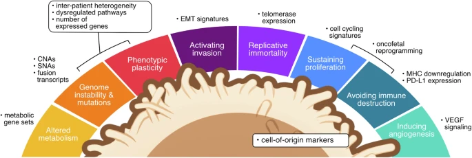 Santiago Carmona 🧬 🖥️ carmonation.bsky.social (@carmonation) on Twitter photo Identifying malignant cells in single-cell transcriptomics data – from first principles to computational solutions, framed around the hallmarks of cancer. 
New review from the lab!
nature.com/articles/s4200… Identifying malignant cells in single-cell transcriptomics data – from first principles to computational solutions, framed around the hallmarks of cancer. 
New review from the lab!
nature.com/articles/s4200…